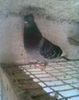 17523364_DRJGHXVUI