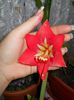 amaryllis rosu