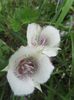 Calochortus elegans