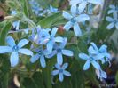 Tweedia_caerulea