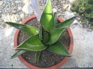 Agave utahensis  Engelm.1871