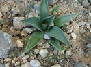 Agave utahensis subsp. kaibabensis (McKelvey) Gentry 1982