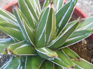 Agave victoriae-reginae T.Moore 1875.