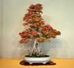 Acer buergeranum
