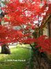 Acer Palmatum
