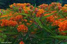 Asclepias tuberosa