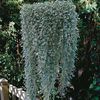 Dichondra argentea