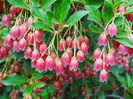 Enkianthus campanulatus
