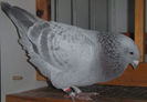 DSCF6434