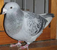 DSCF6439