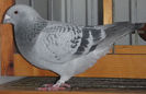 DSCF6442