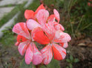 Red & White geranium (2013, Nov.03)