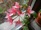 Pink Stellar Geranium (2013, Dec.02)