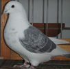DSCF6737