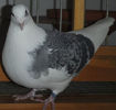 DSCF6773