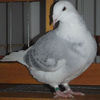 DSCF6779