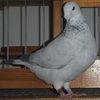 DSCF6963