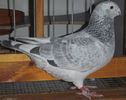 DSCF6966