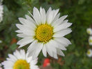 Chrysanth Picomini White (2013, Oct.28)