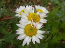 Chrysanth Picomini White (2013, Oct.28)