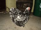 DSC00295