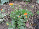 Geum Coccineum