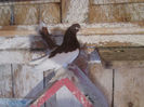 roman 126