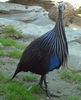 guinea-fowl