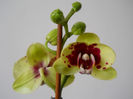 DSCN0327_035