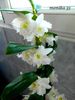 DENDROBIUM