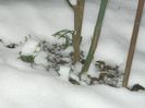 DSCN1264