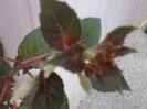 FUCHSII