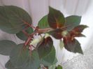 FUCHSII