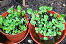 Nasturel-nasturtium-officinale.