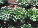 Tatsoi.