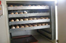 INCUBATOR (5)