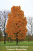 acer platanoides columnare 50