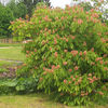 aesculus pavia humilis 35