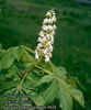 AESCULUS_HIPPOCASTANUM. 20