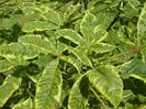 aesculus-x-carnea-variegata-50