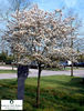 Amelanchier-lamarckii__25