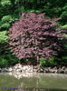 cercis_canadensis_forest_pansy  35