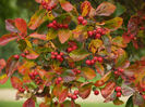 crataegus prunifolia 35