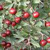 Crataegus schraderiana. 50