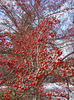 crataegus winter king 50