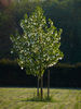 Davidia_involucrata_ 80