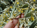 Elaeagnus_angustifolia_20