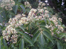 Evodia hupehensis.20
