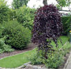 fagus atropupurea pendula. 70