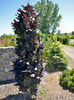 Fagus-sylvatica-Dawyck-purple-35
